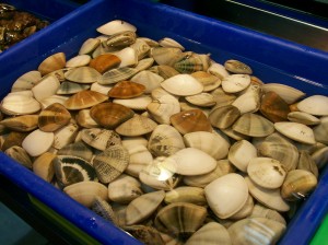 ShiDong 28 fresh clams