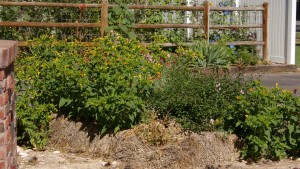 aging straw bale garden mint on the rise