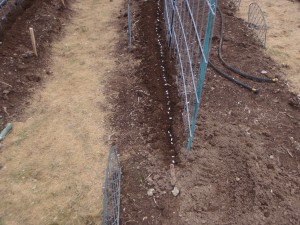 pole beans planted just inside arched trellis