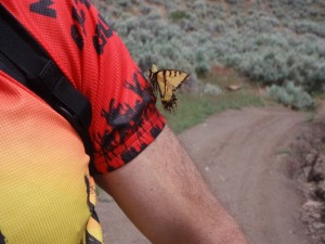 yellow swallowtail butterfly thinks Greg is a flower