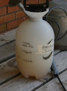 use insecticidal soap concentrate diluted in a gallon spray applicator