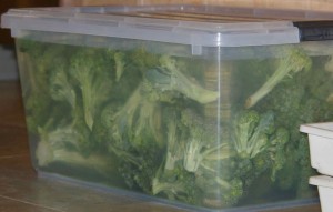 soaking broccoli in salt water to remove insects prior to freezing