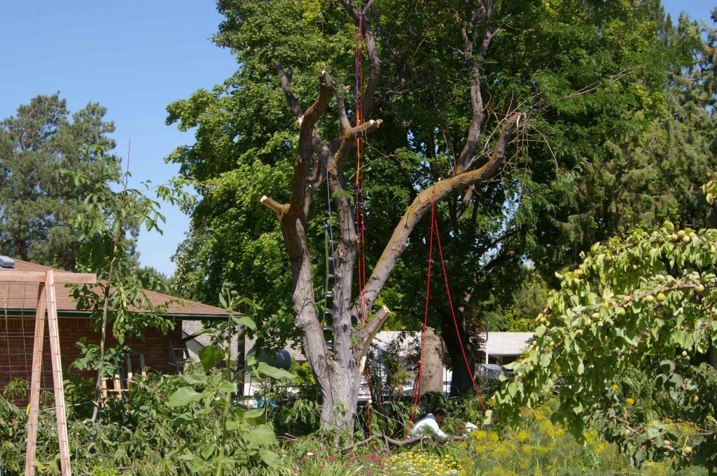 large tree removal creates lots of debris
