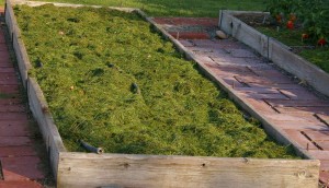 green grass clipping mulch on empty raised bed