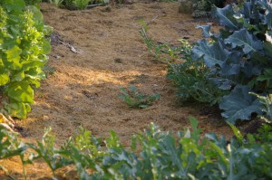 dry grass clippings mulch on the garden path