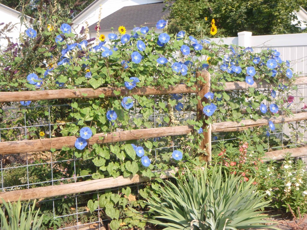 heavenly blue morning glory climbing fence