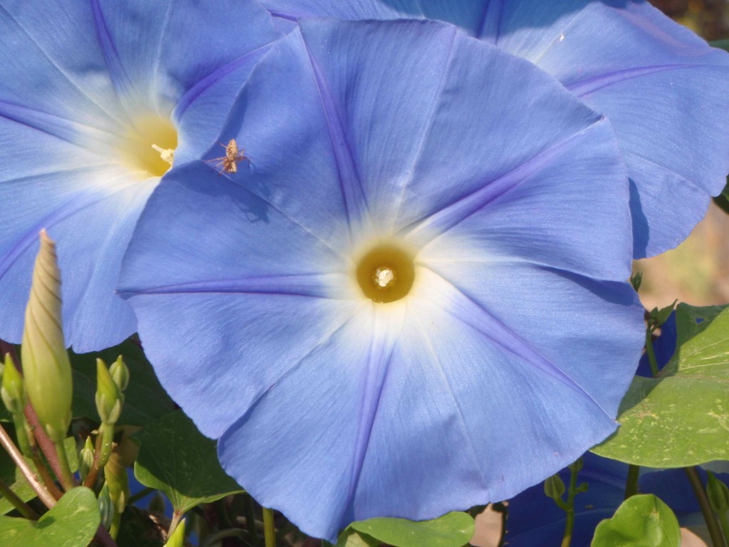 Mr. Spider has a silky lair in his heavenly blue morning glory flower