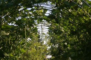 green pole beans hang in arched trellis for easy picking