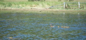 ducks handle ripples on Lake Cascade, Idaho 