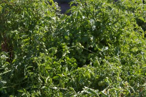 Principe Borghese tomato plants with lots of little green tomatoes