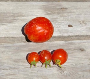 Principe Borghese tomatoes in 3 different sizes under Heinz tomato