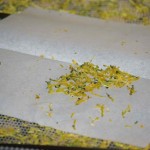 dehydrated grated zucchini on collection paper