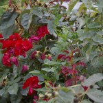 bind weed tangled with red floribunda roses