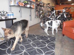 Buddy the German Shepherd making a round to say hello at Rolling H Cycles