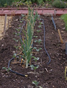 interplanting onions and broccoli in spring