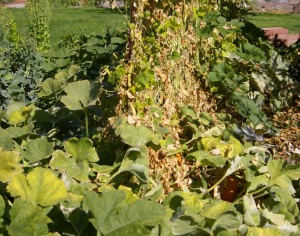 pumpkins enveloping pole beans in late summer