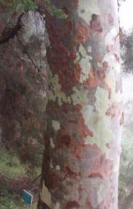 probably a Eucalyptus tree, judging from the aroma