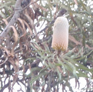 Banksia prionotes from Australia