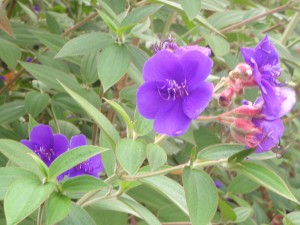 simple, yet amazingly unique purple flower