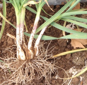 transplanting garlic in the garden even though it already has fall growth