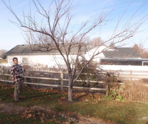 pre-pruning evaluation of neglected plum tree