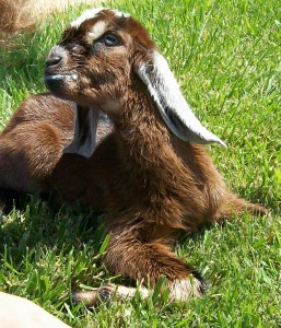 recently born goat kid
