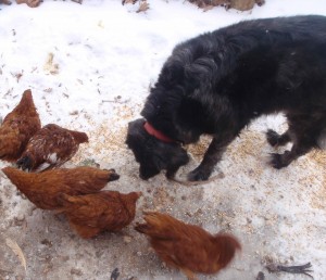 guard dog in training hangs out during the chickens morning meal