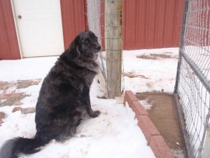 guard dog in training waiting obediently outside of open chicken pen gate