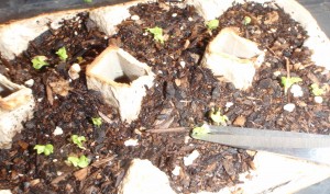 thinning crowded lettuce sprouts with point of scissors