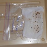 African daisy seed germination test