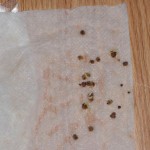 Specialty Golden beet seed germination test