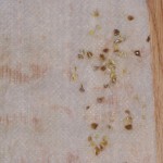 Painted Daisy seed germination test