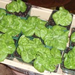 my Tom Thumb lettuce today