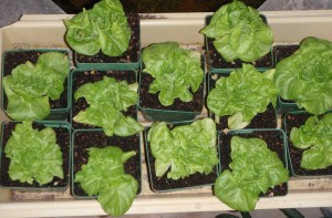 greenhouse lettuce growing back after surviving taco frenzy