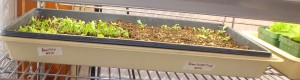 lettuce seed germination test a few days later