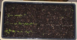 lettuce seed germination test after about 2 weeks