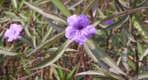 an unidentified purple flower in Taipei