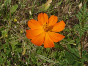 vibrant orange flower