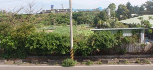 One of the rare open spaces in a residential area has a typical looking vegetable garden.