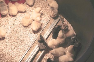 chicks in the tub in 2009