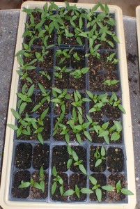 One of my trays of pepper seedlings, mostly 3 plants per pot pre-thinning
