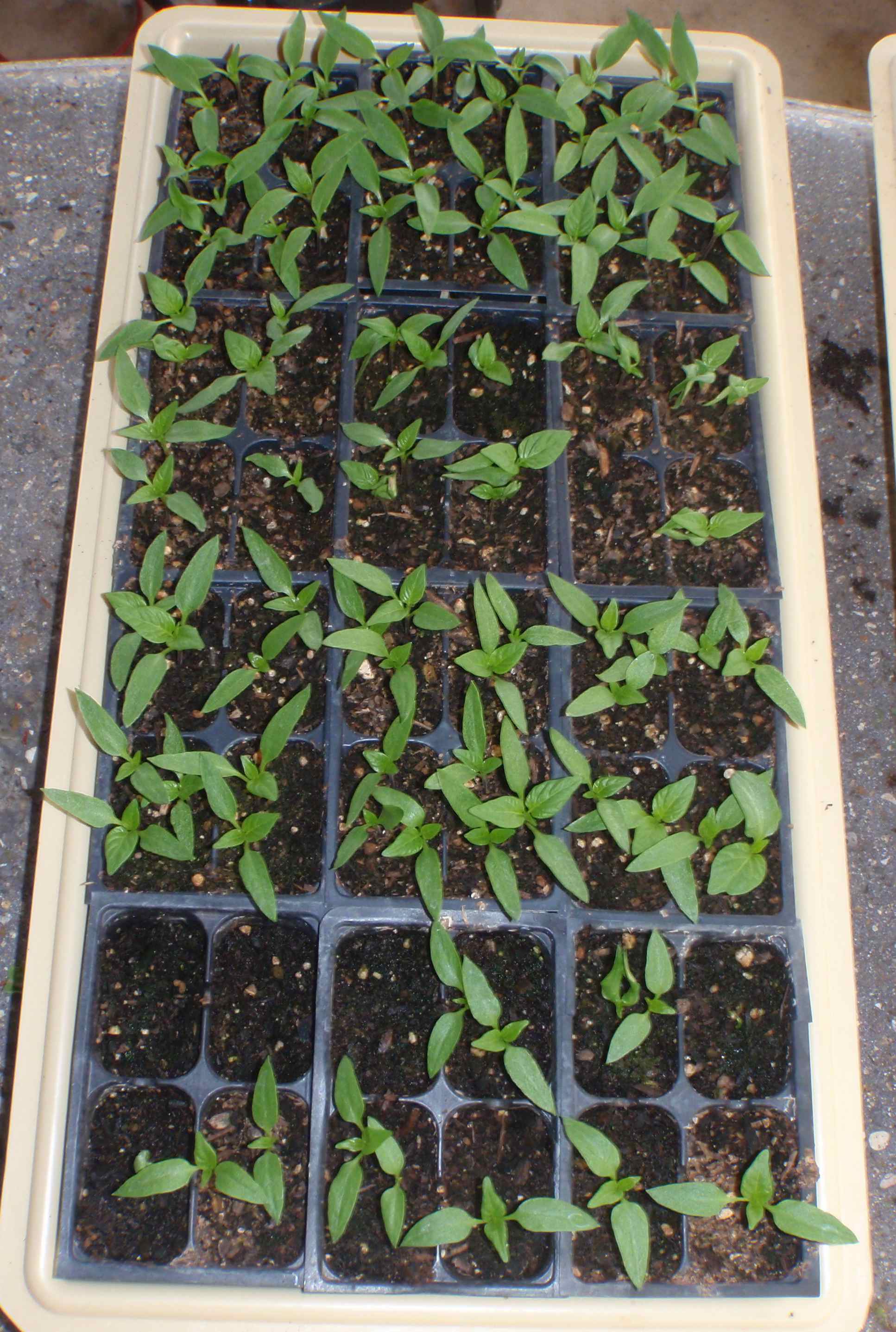green pepper plant seedlings