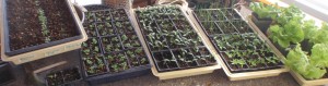 flats of crowded seedlings
