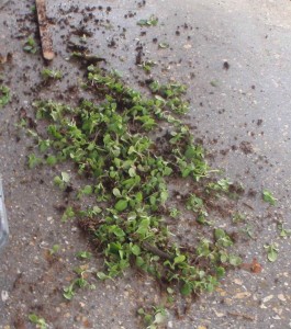 The discarded petunia seedlings