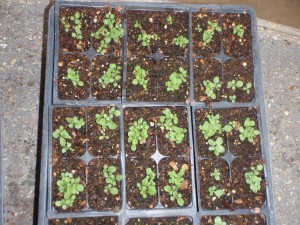 crowded petunia seedlings
