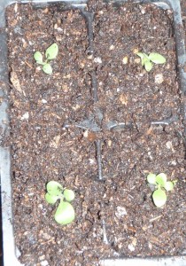 a newly transplanted 4 cell pack of petunias