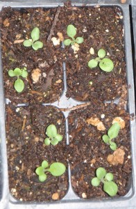 the same 4 cells of petunias thinned and ready for one to be transplanted