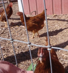 These Rhode Island Reds are in the back yard.  I'm raising a new flock for the front this year.