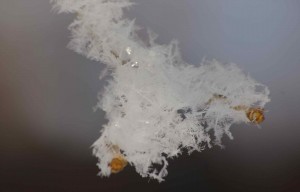 ice crystals on tree branch captured in photo by my young artist