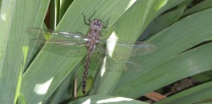 I was brushing right up against the dragonfly before I saw him!  So glad he didn't fly out in my face!